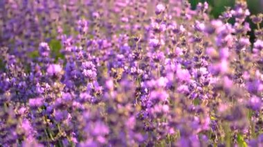 Lavanta tarlada çiçek açar. Seçici odaklanma. Doğa.