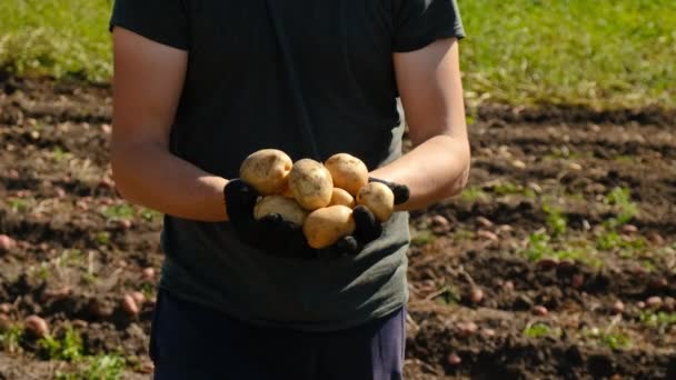庭でジャガイモを収穫する 選択的フォーカス — ストック動画