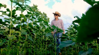 Ayçiçeği tarlasında çiftçi. Seçici odaklanma. Doğa.