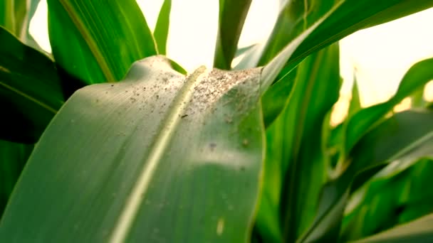 Kukoricaleveleken Lévő Levéltetvek Szelektív Fókusz Természet — Stock videók