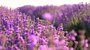 Lavanta tarlada çiçek açar. Seçici odaklanma. Doğa.