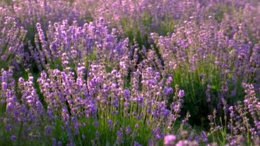 Lavanta tarlada çiçek açar. Seçici odaklanma. Doğa.