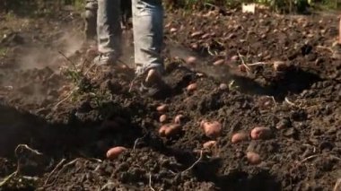 Traktör bahçede patates topluyor. Seçici odaklanma. Doğa.