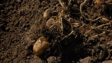 Bahçede patates hasat et. Seçici odaklanma. Doğa.