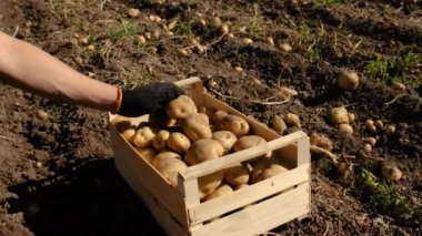 Bahçede patates hasat et. Seçici odaklanma. Doğa.