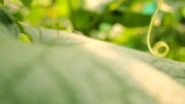 Salatalıklar bir serada yetişir. Seçici odaklanma. Doğa.