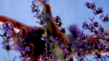 woman in a lavender field. selective focus. nature.