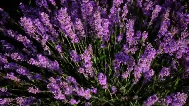 Woman Lavender Field Selective Focus Nature — Vídeos de Stock