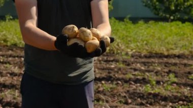 Bahçede patates hasat et. Seçici odaklanma. Doğa.