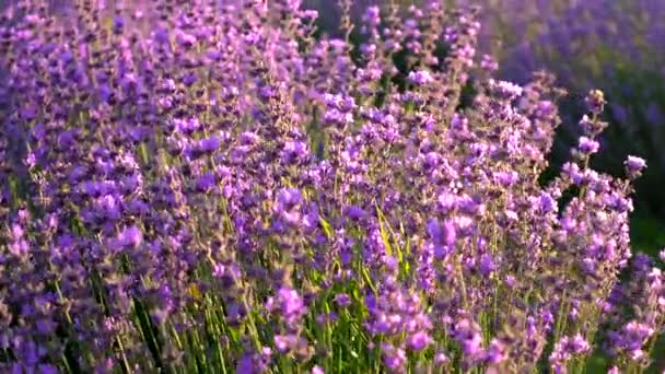 Lavender Blooms Field Selective Focus Nature — Stock Video