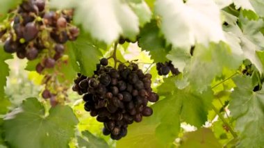 Üzümler bahçede yetişir. Seçici odaklanma. yiyecek.