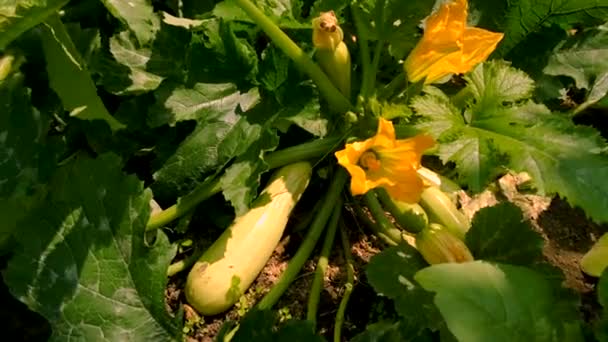 Zucchini Grows Garden Selective Focus Nature — стоковое видео