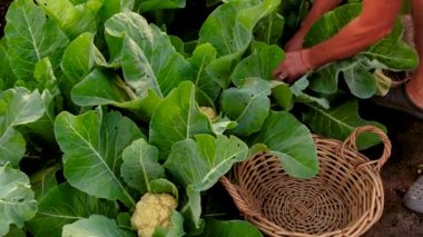 Bahçede büyüyen karnabahar. Seçici odaklanma. Doğa.