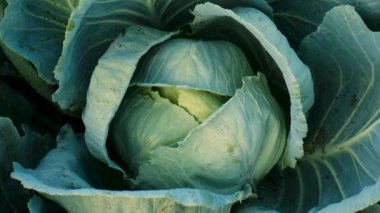 Bahçede lahana yetişiyor. Seçici odaklanma. Yiyecek..