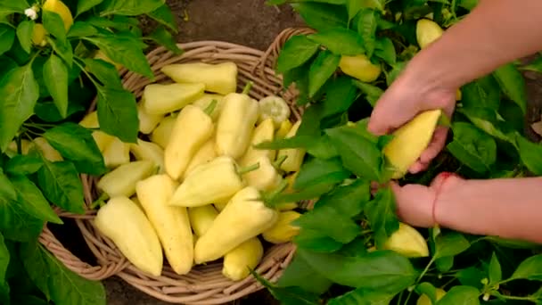 Petani Memanen Lada Kuning Kebun Fokus Selektif Makanan — Stok Video