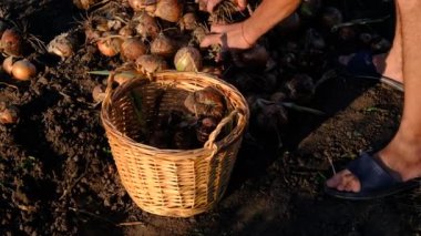 Bahçedeki bir sepette soğan topluyor. Seçici odaklanma. Doğa.