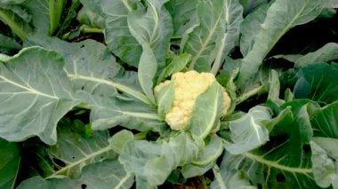 Bahçede büyüyen karnabahar. Seçici odaklanma. Yiyecek..