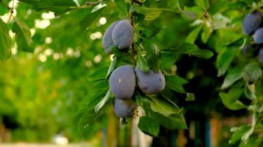 Bahçede erikler yetişir. Seçici odaklanma. Yiyecek..