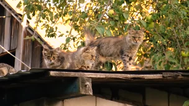 Dakloze Katten Het Dak Selectieve Focus Natuur — Stockvideo