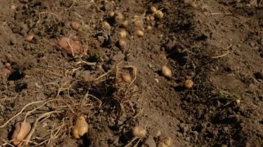 Bahçede patates hasat et. Seçici odaklanma. Doğa.