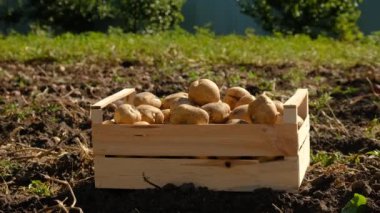 Bahçede patates hasat et. Seçici odaklanma. Doğa.