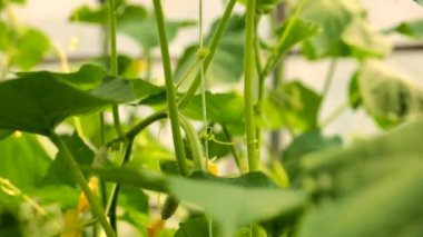 Salatalıklar bir serada yetişir. Seçici odaklanma. Doğa.