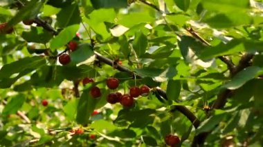 Bahçede kiraz yetişir. Seçici odaklanma. Doğa.