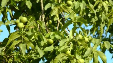 Bahçedeki bir ağaçta ceviz hasadı. Seçici odaklanma. Doğa.