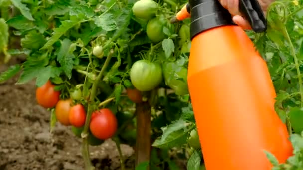 Spray Tomatoes Garden Selective Focus Food — Stockvideo
