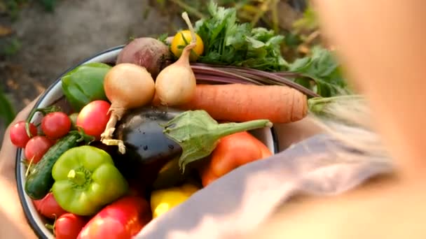 ある女性農夫が庭で作物を集めている 選択的な焦点 フード — ストック動画