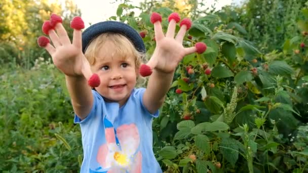 一个孩子在花园里收获覆盆子 有选择的重点 — 图库视频影像