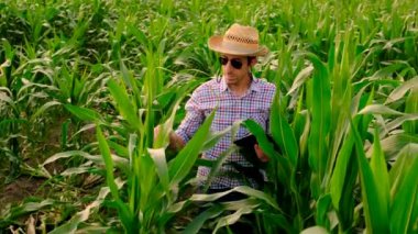 Mısır tarlasında çiftçi. Seçici odaklanma. Doğa.