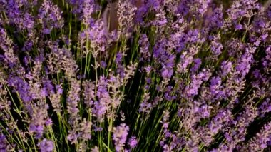 Lavanta tarlada çiçek açar. Seçici odaklanma. Doğa.