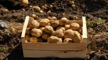 Bahçede patates hasat et. Seçici odaklanma. Doğa.