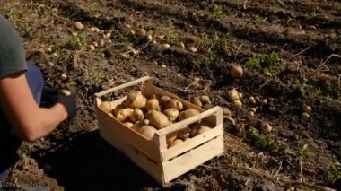 Bahçede patates hasat et. Seçici odaklanma. Doğa.