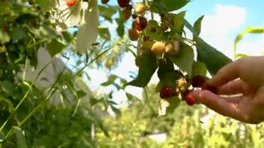 Bir kadın çiftçi bahçede ahududu topluyor. Seçici odaklanma. Yiyecek..