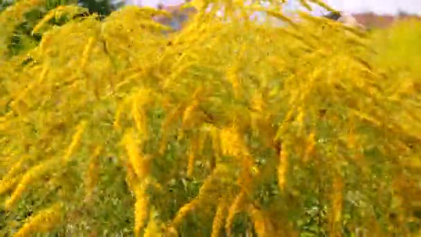 Ragweed Blooms Field Selective Focus Food — Stockvideo