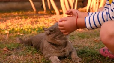 Çocuk bir kediyle oynuyor. Seçici odaklanma. çocuk.