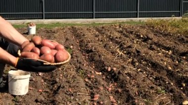 Bahçede patates hasat et. Seçici odaklanma. Doğa.