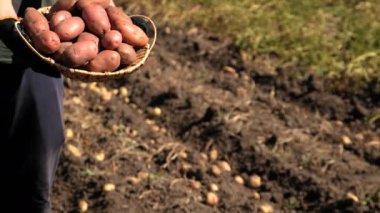 Bahçede patates hasat et. Seçici odaklanma. Doğa.