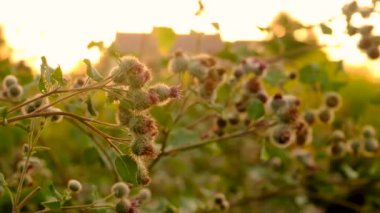 Bahçede burdock çiçekleri var. Seçici odaklanma. Doğa.