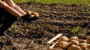 Bahçede patates hasat et. Seçici odaklanma. Doğa.