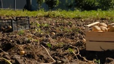 Bahçede patates hasat et. Seçici odaklanma. Doğa.