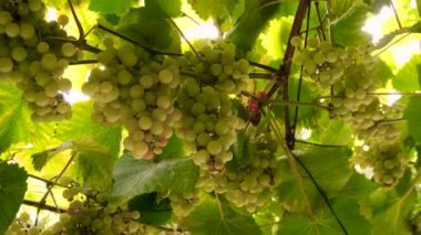 Üzümler bahçede yetişir. Seçici odaklanma. yiyecek.