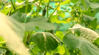 Salatalıklar bir serada yetişir. Seçici odaklanma. Doğa.