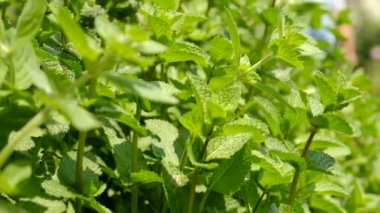 Nane bahçede yetişir. Seçici odaklanma. Doğa.