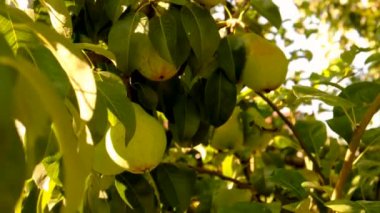 Bahçedeki bir ağaçta armut hasadı. Seçici odaklanma. Doğa.