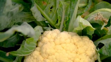 Bahçede karnabahar hasat eden çiftçi. Seçici odaklanma. yiyecek.