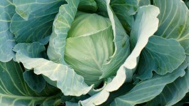 Bahçede lahana yetişiyor. Seçici odaklanma. Yiyecek..