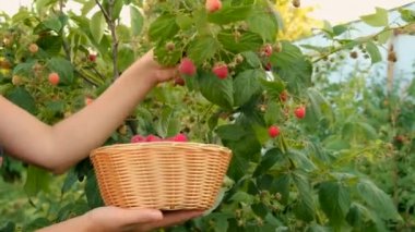 Bir kadın çiftçi bahçede ahududu topluyor. Seçici odaklanma. Yiyecek..